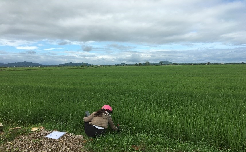 LÚA HỮU CƠ, MÔ HÌNH SẢN XUẤT LÚA AN TOÀN HIỆU QUẢ