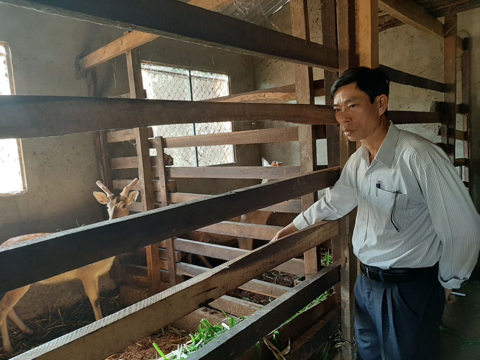 Hiệu quả từ mô hình nuôi Hươu Sao lấy nhung