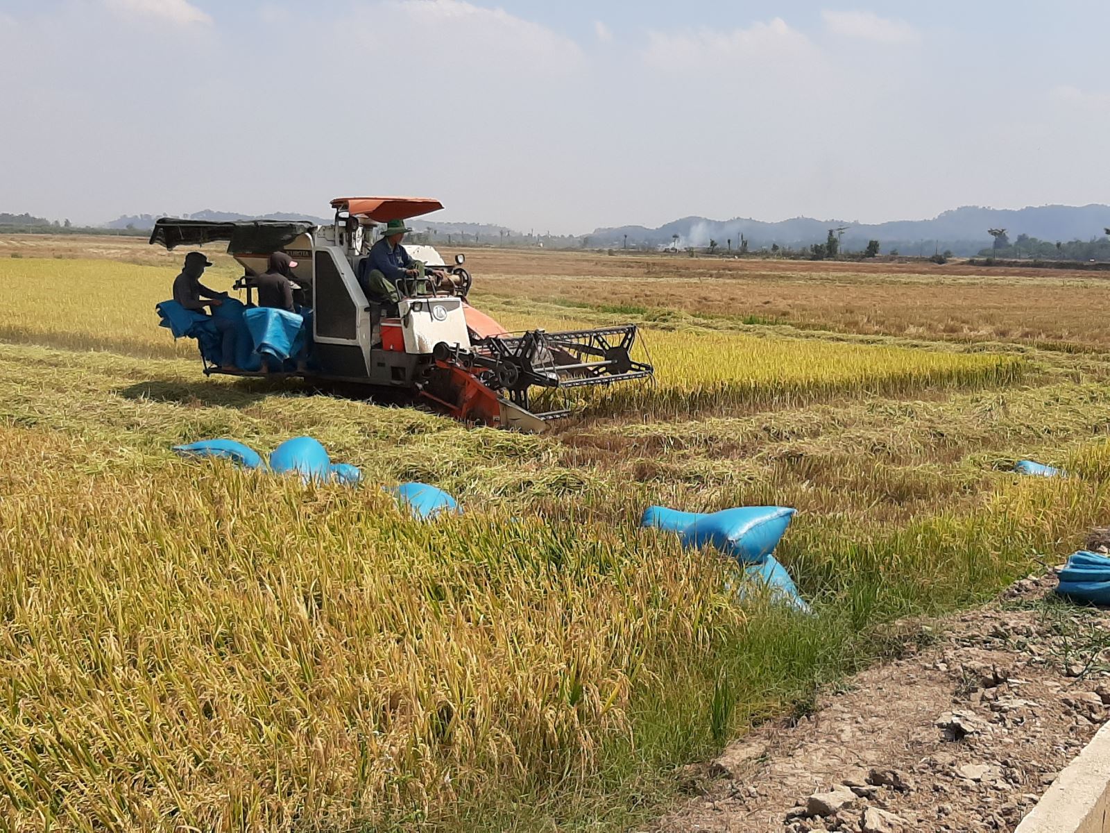 Nông dân huyện Krông Ana phấn khởi bước vào vụ  thu hoạch lúa Đông - Xuân