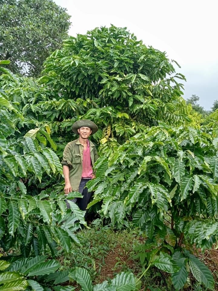 MÔ HÌNH CÀ PHÊ THEO HƯỚNG HỮU CƠ SINH HỌC